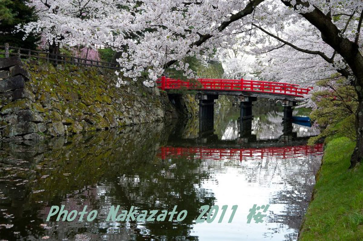 弘前城の桜